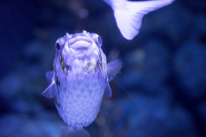 一只豪猪花生鱼在一条清澈的海水族馆中雀斑浮游图片