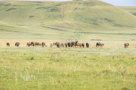 马群和牧羊人一起骑在绿草地上养马场的牧场有野马和小图片
