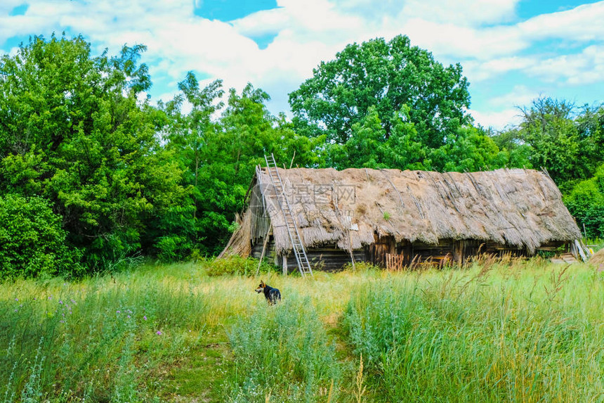 乌克兰消失的斯瓦洛维奇村芦苇屋顶下的古老民俗建筑孤独的狗在院子里的高草丛中乌图片