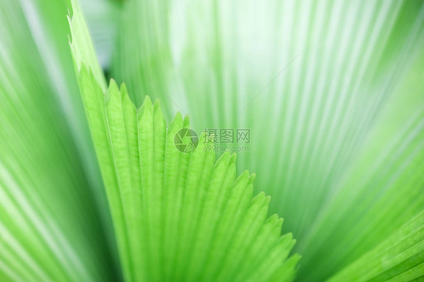 以自然植物背景观生态壁纸概念为背景图片