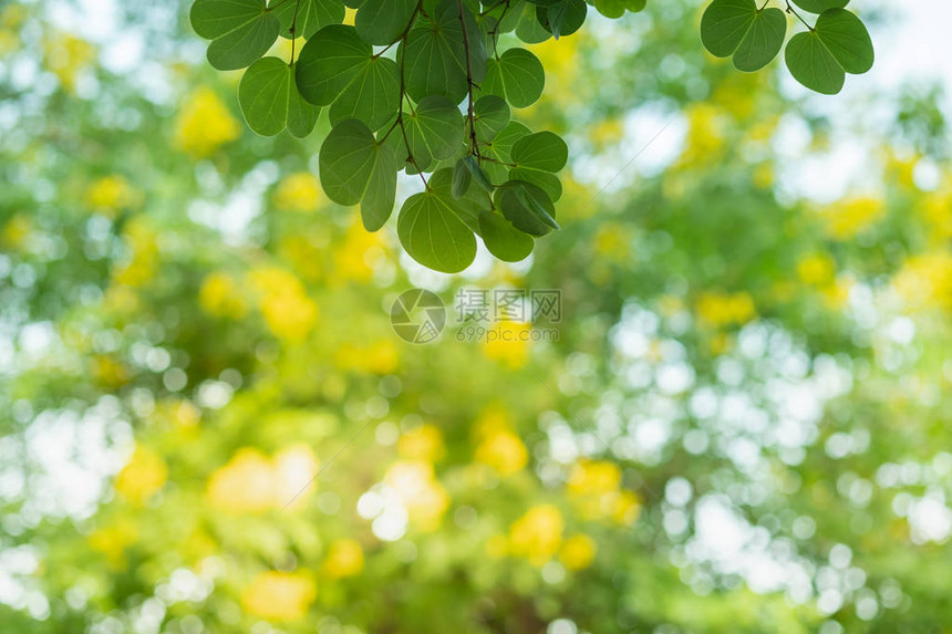 在模糊的绿色背景上关闭自然景观绿叶图片