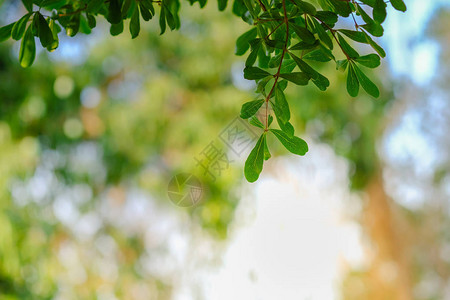 阳光下花园模糊绿叶背景下的绿叶特写自然景观图片