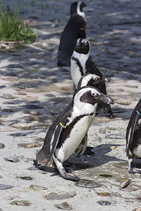 非洲企鹅群Spheniscusdem图片