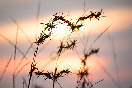 干草剪影与日落景色图片