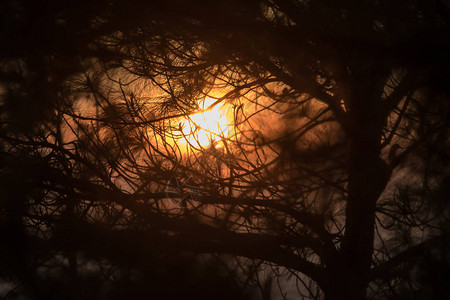 松树枝与阳光的剪影图片