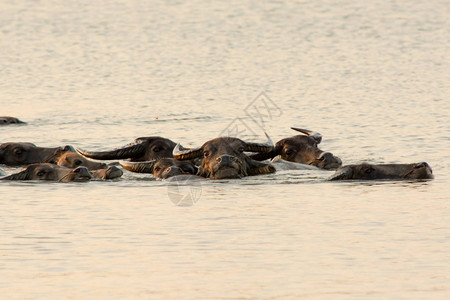 泰国沼泽水牛在湖中游泳图片