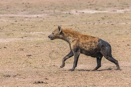满身泥土的鬣狗在大草原奔跑图片
