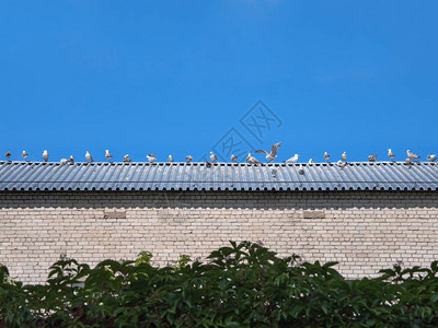 海鸥在屋顶上排成一排图片