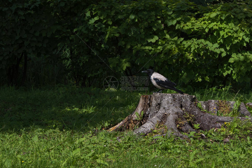 乌鸦坐在树桩上对着一片绿色的森林图片