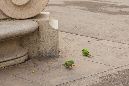 在西班牙巴塞罗那的琼费勒广场上吃水图片