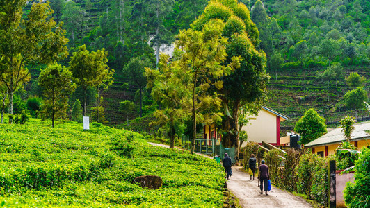 在斯里兰卡哈普塔利工作路上的茶叶种植园采高清图片