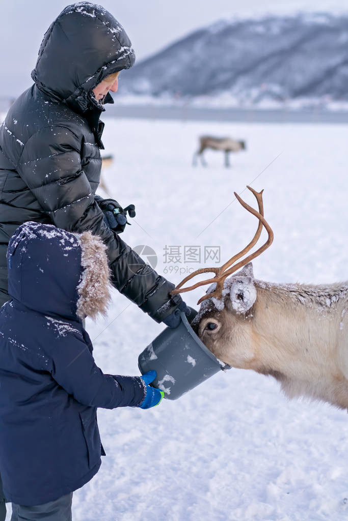 挪威北部Tromso地区冬季喂养驯鹿的母图片