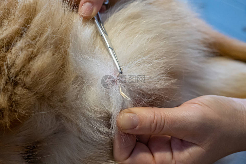 兽医移除卡在德国牧羊犬身上的草籽图片