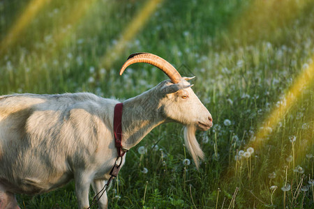 山羊在村里的一个农场山羊站在牧场上图片