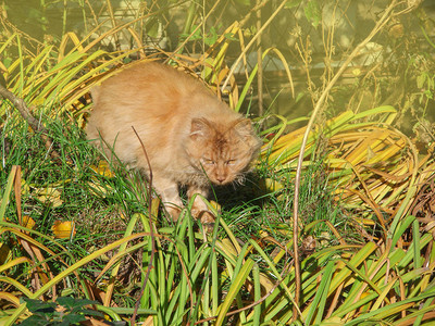 红猫坐在草丛中夏日花园里的猫红猫坐在绿色植物图片