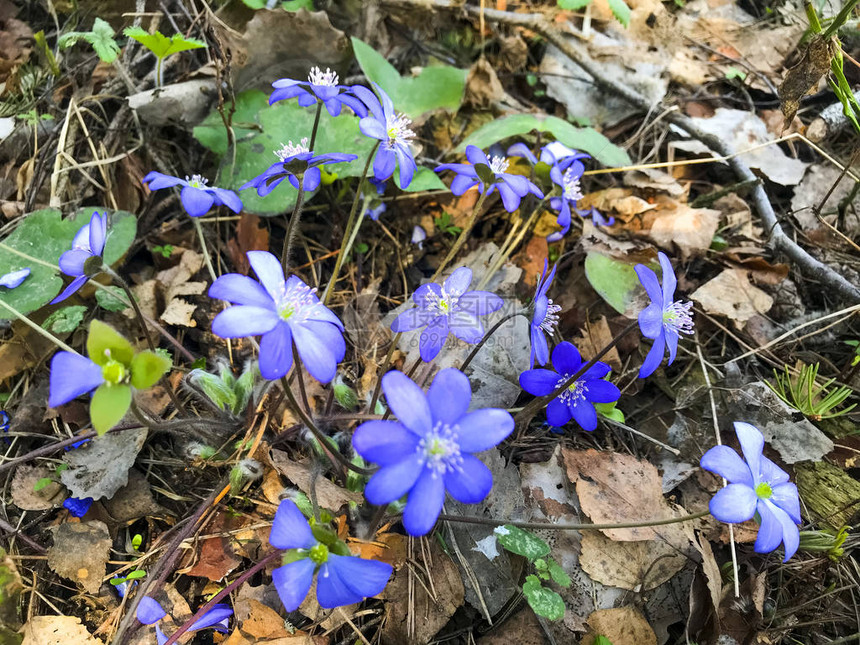 森林中的蓝小花在过去几年的干草上图片
