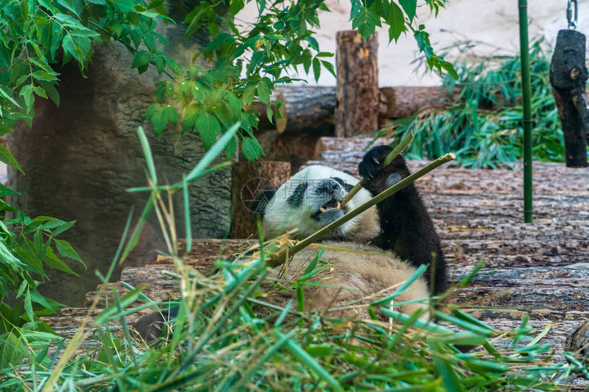 熊猫在动物园在阳图片