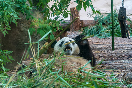 熊猫在动物园在阳图片