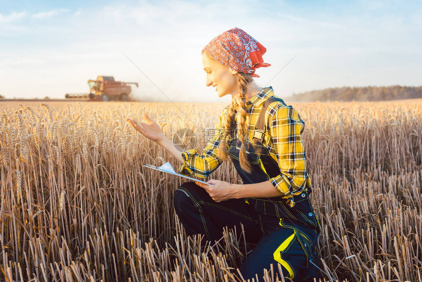 农民在收获季节的田地上使用剪图片