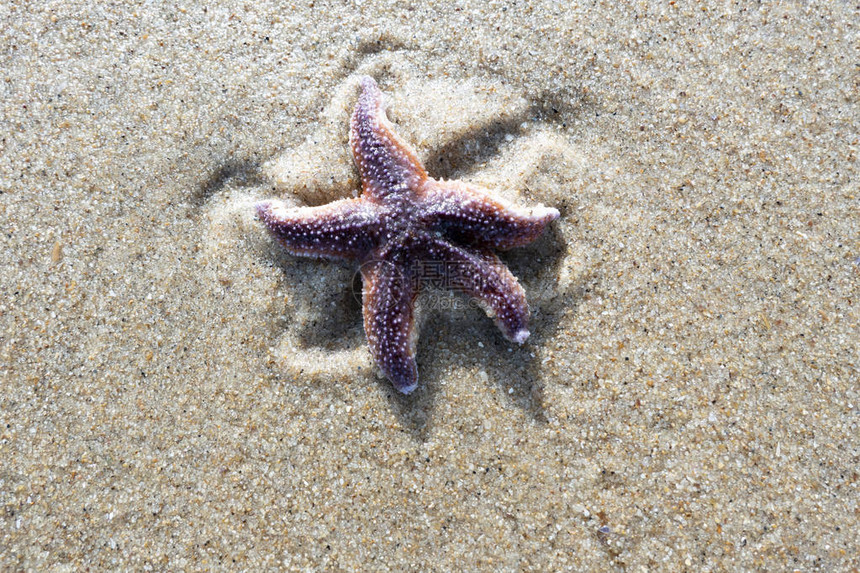 海星在沙滩海上图片