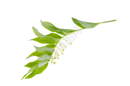玉竹枝条开白花绿叶工作室背景图片