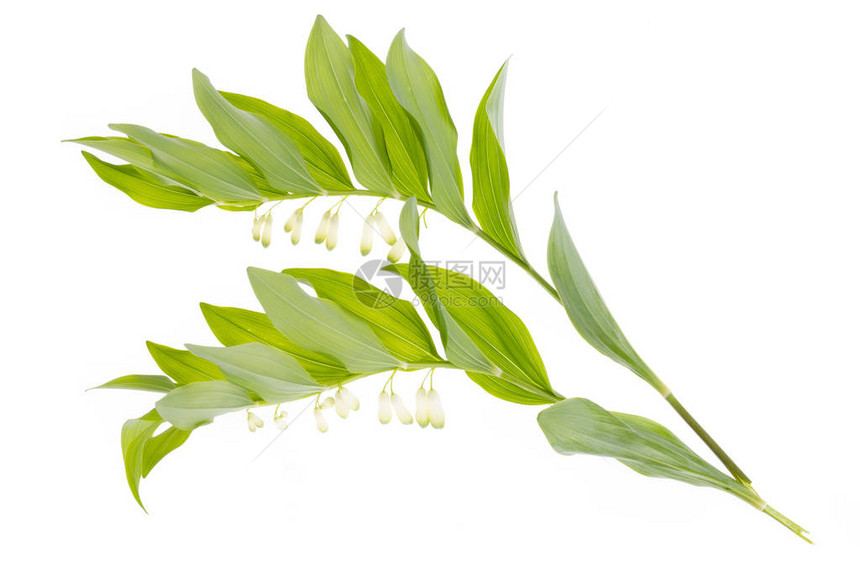 玉竹枝条开白花绿叶工作室照片图片