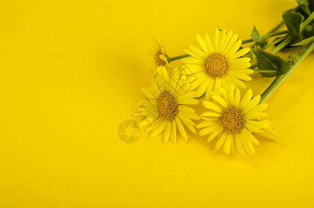 在明亮的颜色背景上的野地黄色花朵工作室照片背景图片