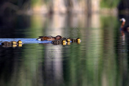 游泳鸭子家庭绿黄水背景鸭子图片
