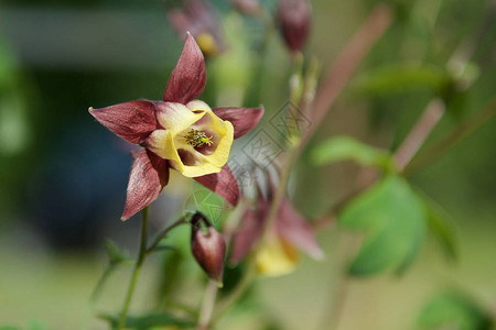 绿色花园中的花朵aquilegiaformos高清图片