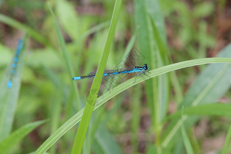 蓝色的苍蝇紧贴在绿草叶上的青形龙尾在模糊图片
