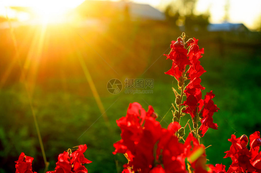 竹龙的明亮红花朵在朝橙色日落射图片
