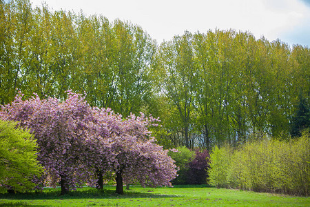 春节时粉红花樱桃树在所有高图片