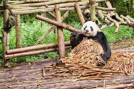 可爱有趣的熊猫坐在一堆竹笋里图片