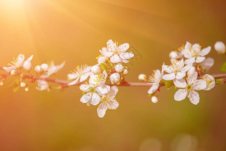 春天梅花盛开绿叶复古花卉背景图片