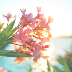 海边夕阳下的粉色夹竹桃花图片