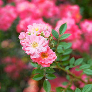 粉红色盛开的芳香玫瑰花丛阳光夏图片