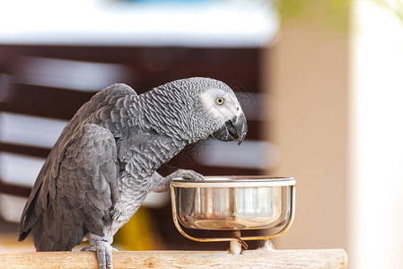 家内鹦鹉在厨房吃早餐背景模糊的近距离拍图片