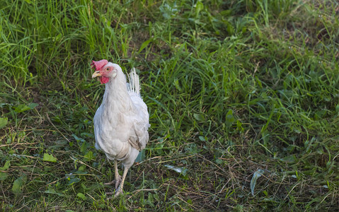 白鸡在农场院子里绿油的草地上行走图片