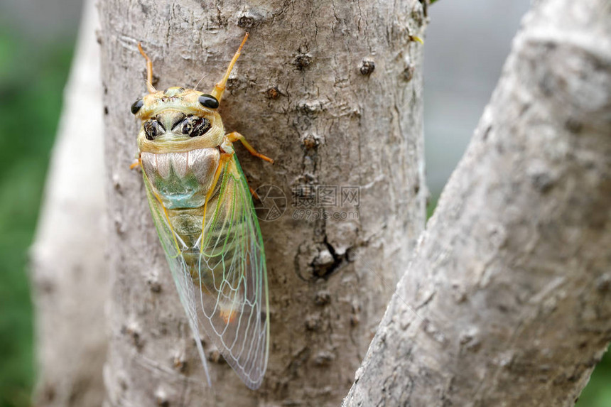 新的cicada系结图片