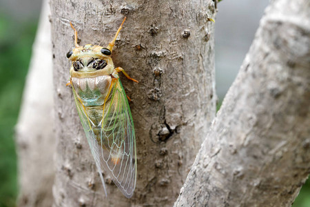 面肌瘫痪新的cicada系结背景