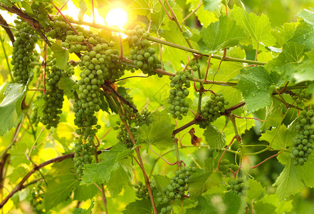 在阳光下的葡萄园里种植葡萄不图片