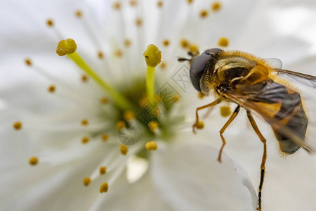 在大自然的春天花朵上关闭蜜蜂图片