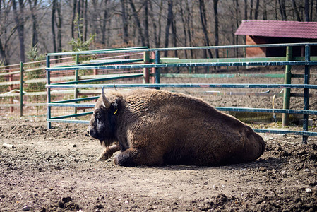 Bison坐在动物园的地上森图片