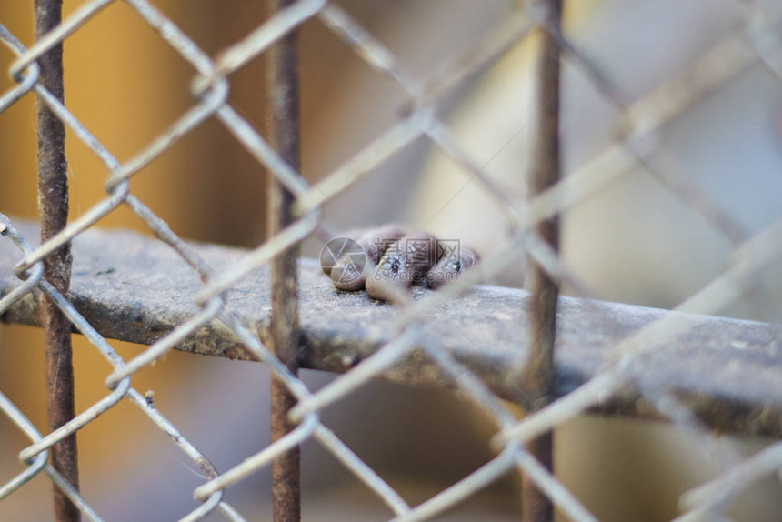 猴子的小手放在笼子后面的金属条上特写镜头图片