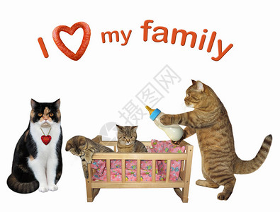 有小猫的木制摇篮在他们的猫父母之间我爱的家庭白种背图片