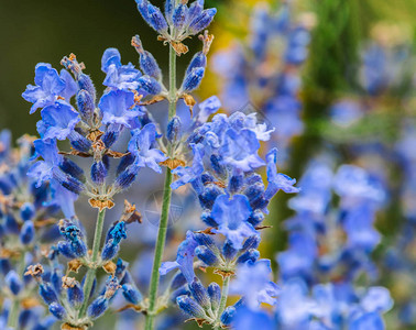 背景模糊的蓝色blossson花的特写照片图片