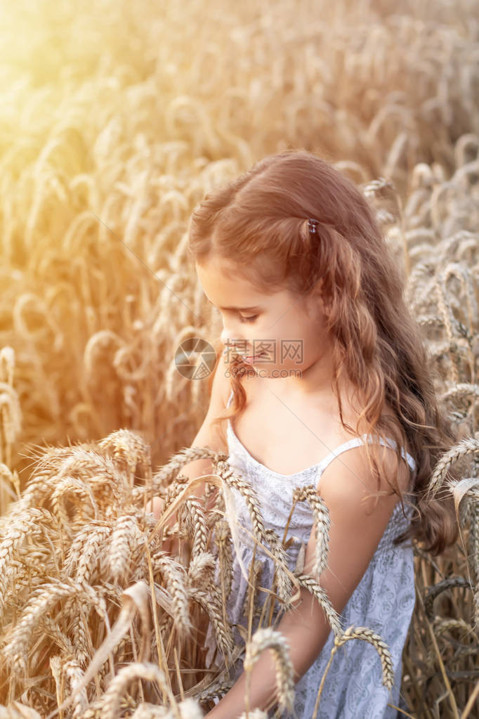 快乐的女孩在小麦和阳光的背景下握住商业农业有机农业中成功图片