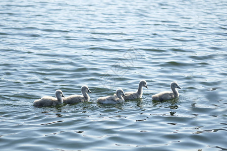 小天鹅在蓝色的湖水中游泳天鹅家族兄弟姐妹背景图片