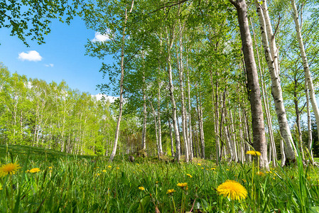 美丽的森林景色背景的蓝天空阳光明媚的夏日天气图片