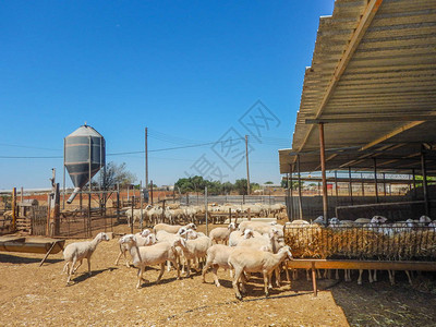 生产牛奶和羊毛的羊场图片